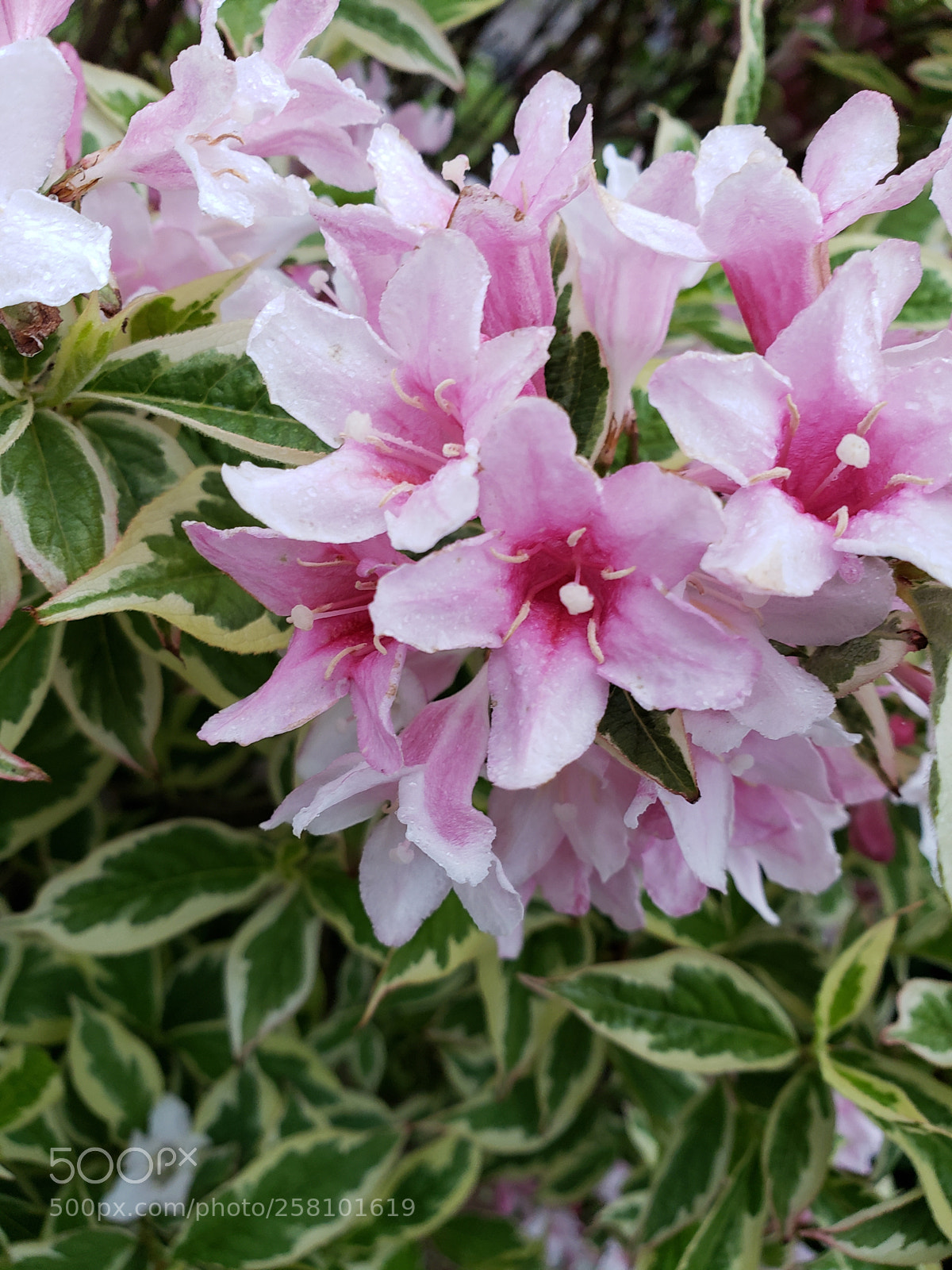 Samsung Galaxy S9+ sample photo. Azalea photography