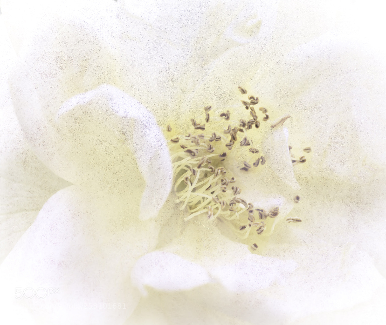 Nikon D5300 sample photo. White rose art photography