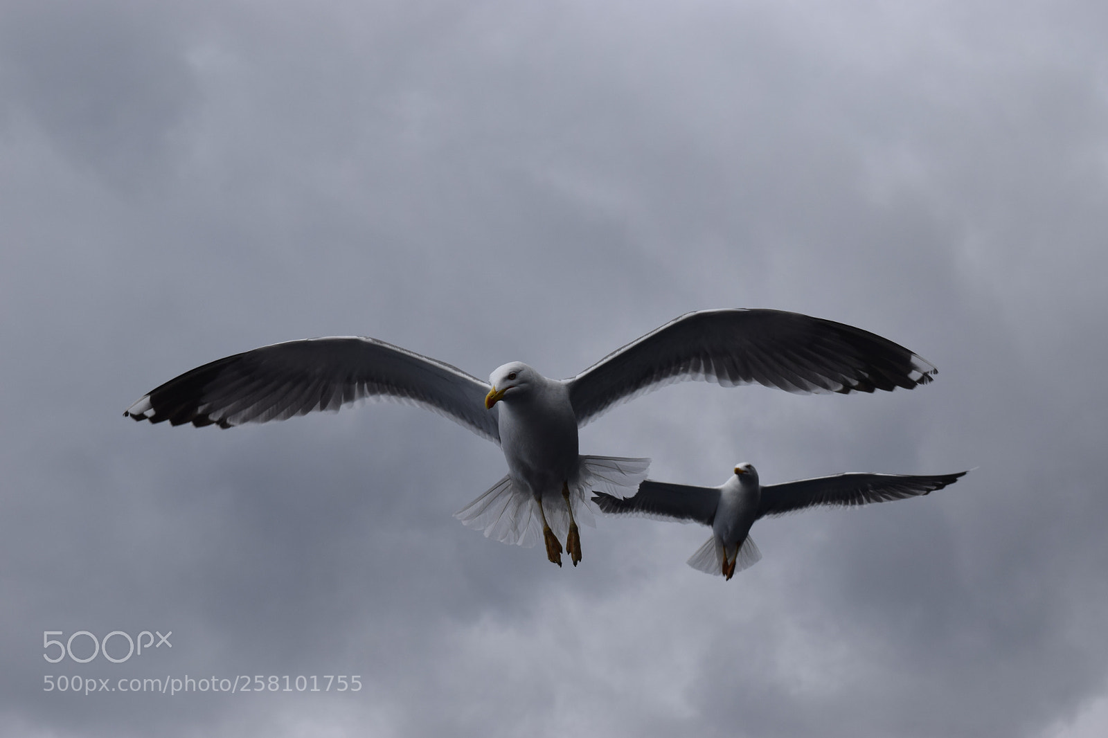 Nikon D3300 sample photo. Two gulls near los photography