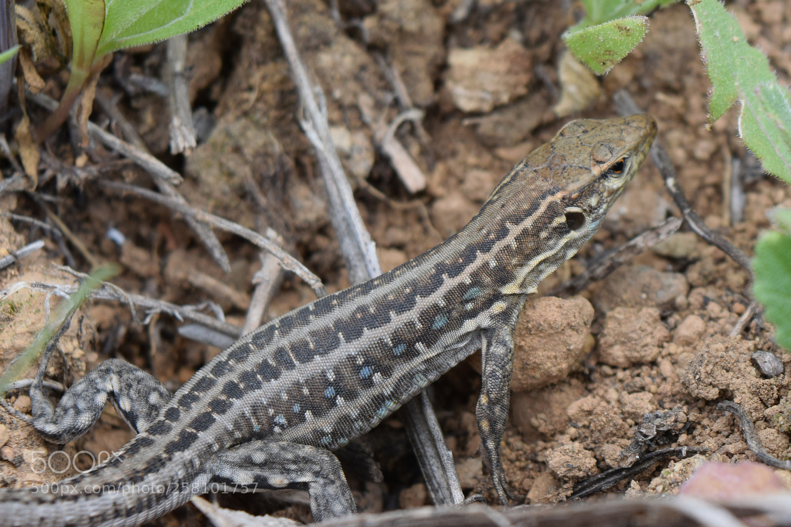 Nikon D3300 sample photo. Gallot's lizard, gallotia galloti photography