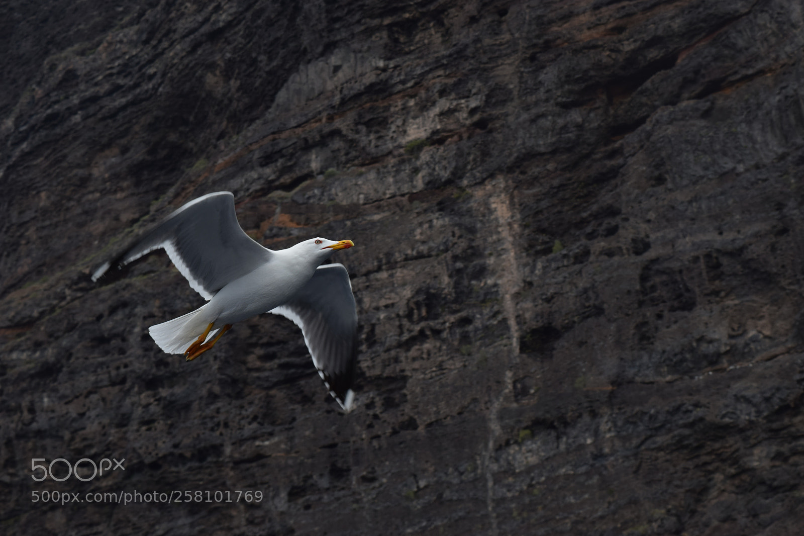 Nikon D3300 sample photo. Gull near los gigantes photography