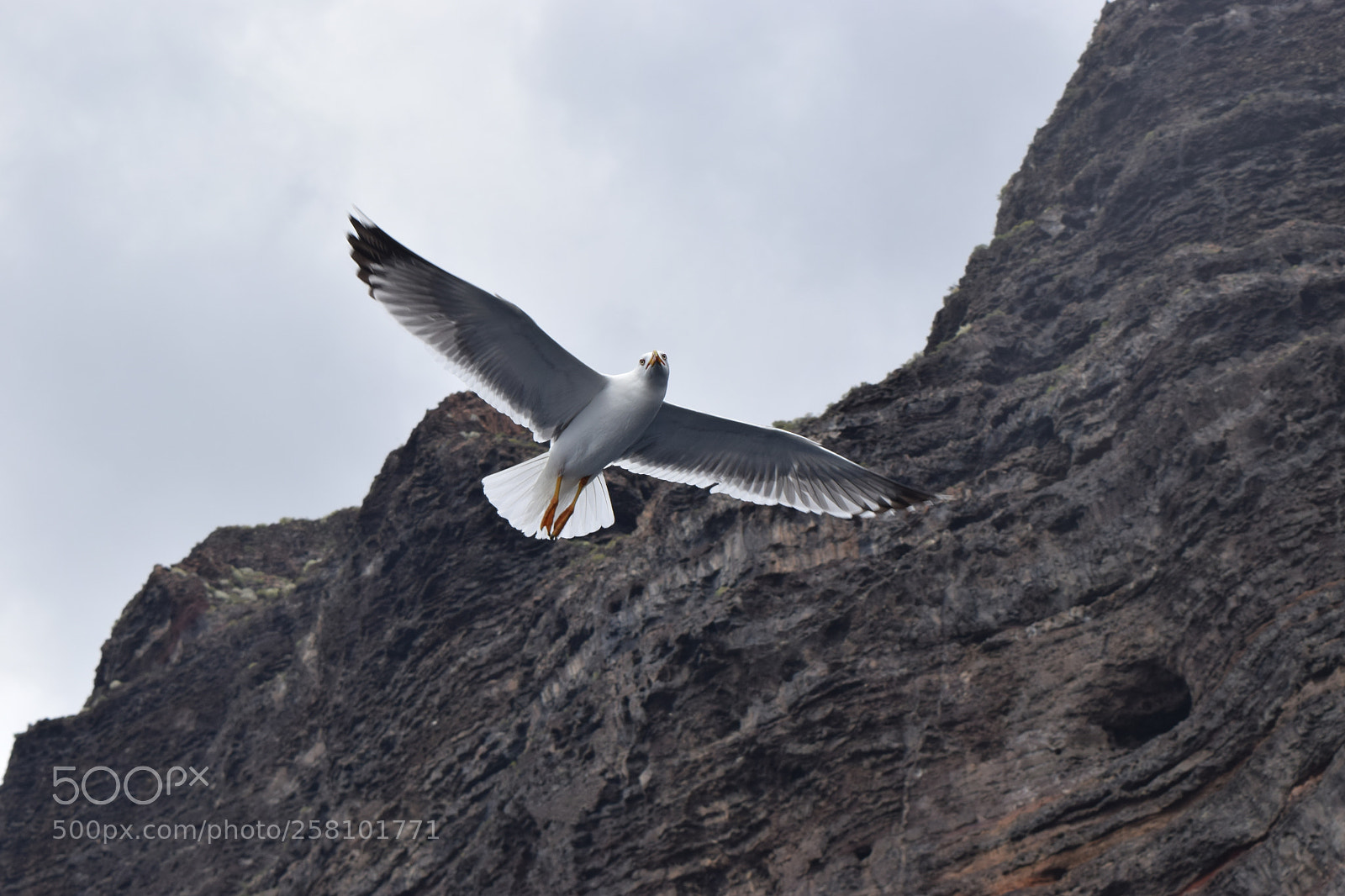 Nikon D3300 sample photo. Gull near los gigantes photography