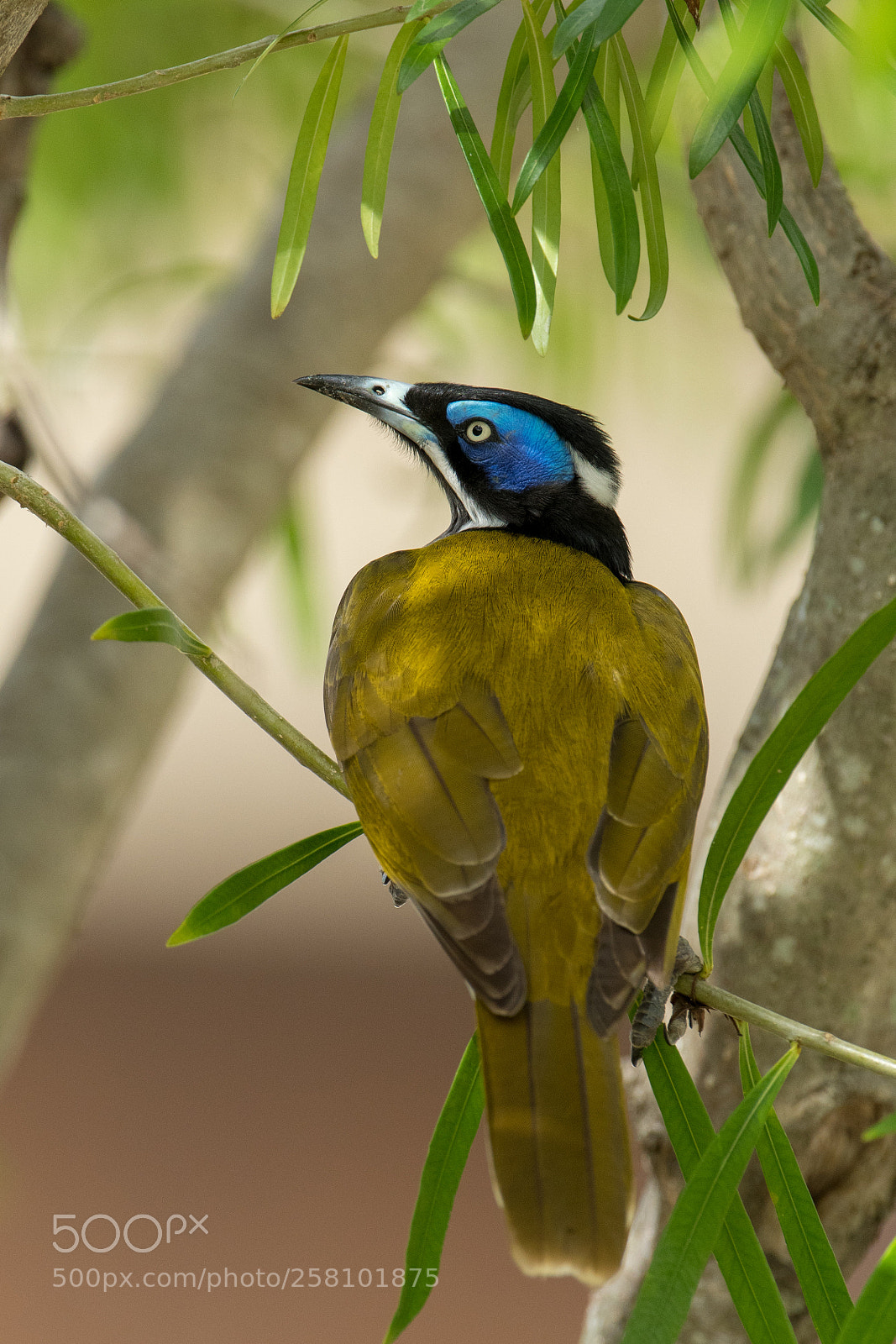 Nikon D500 sample photo. Blue faced honeyeater photography