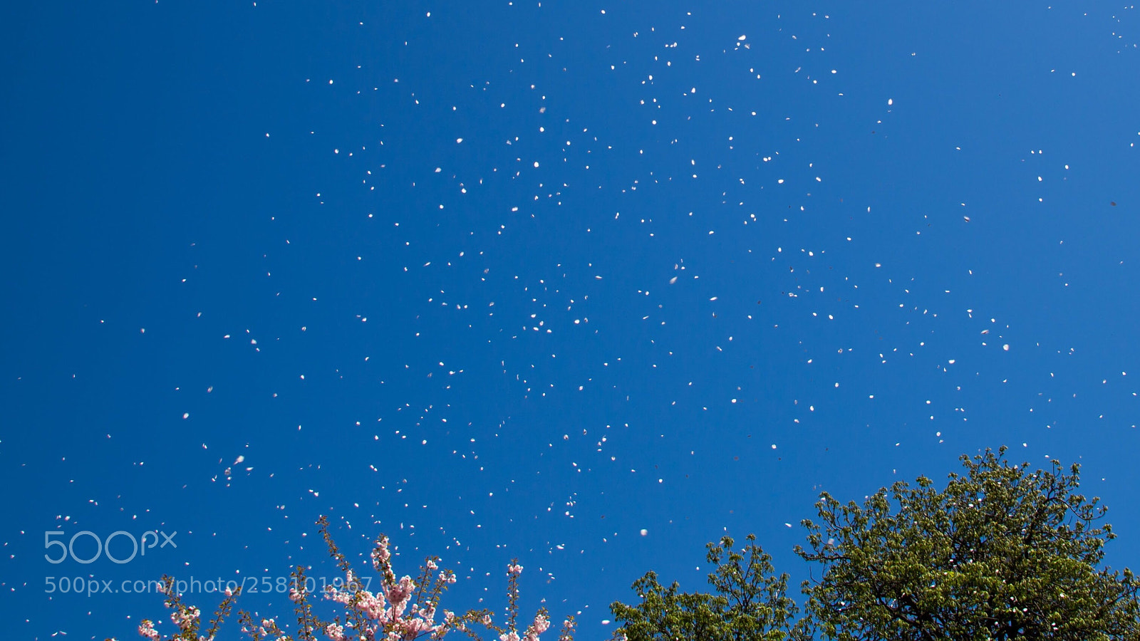 Canon EOS 6D sample photo. Cherry blooming photography