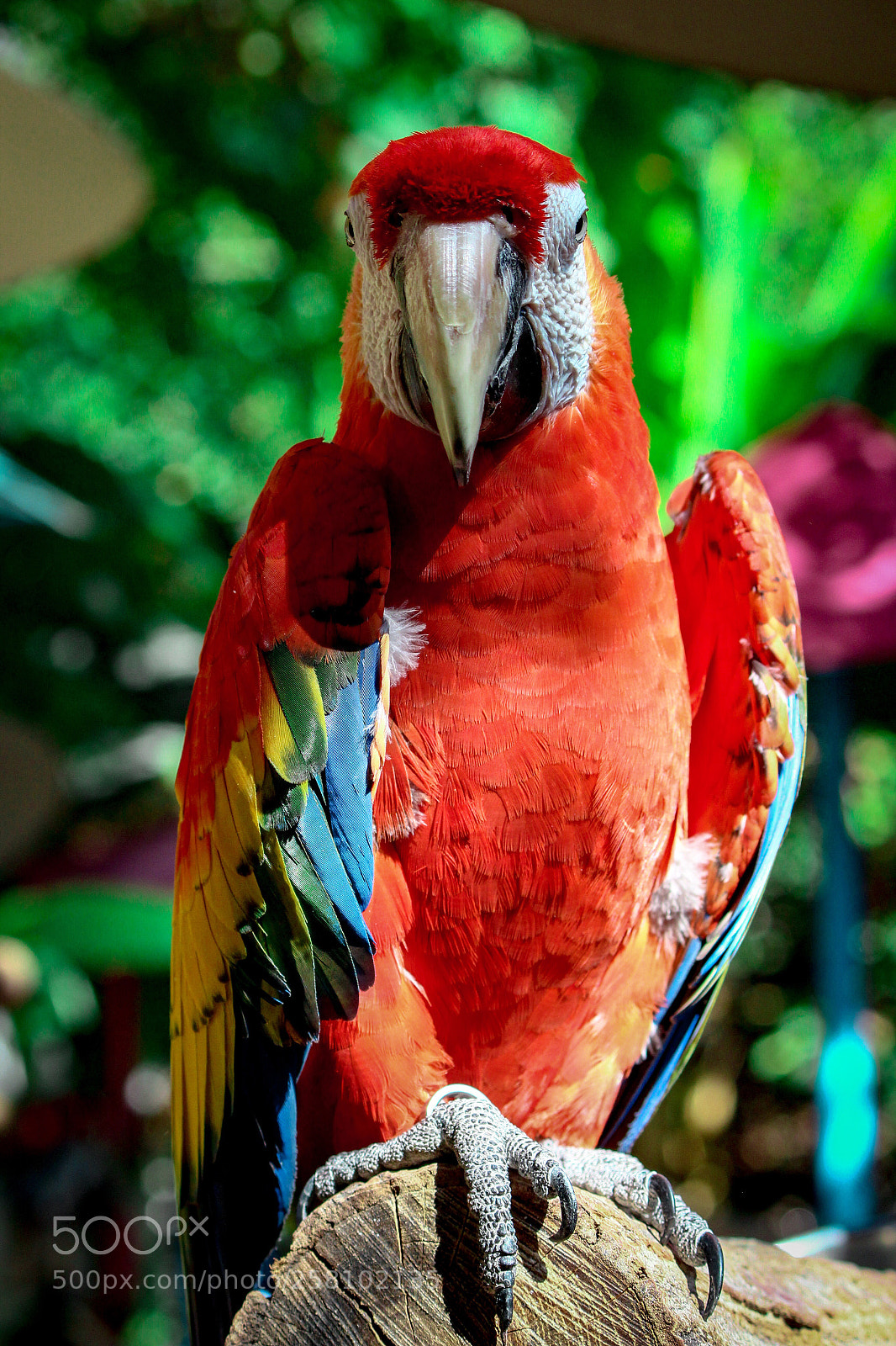 Canon EOS 1200D (EOS Rebel T5 / EOS Kiss X70 / EOS Hi) sample photo. A visit to parrot photography