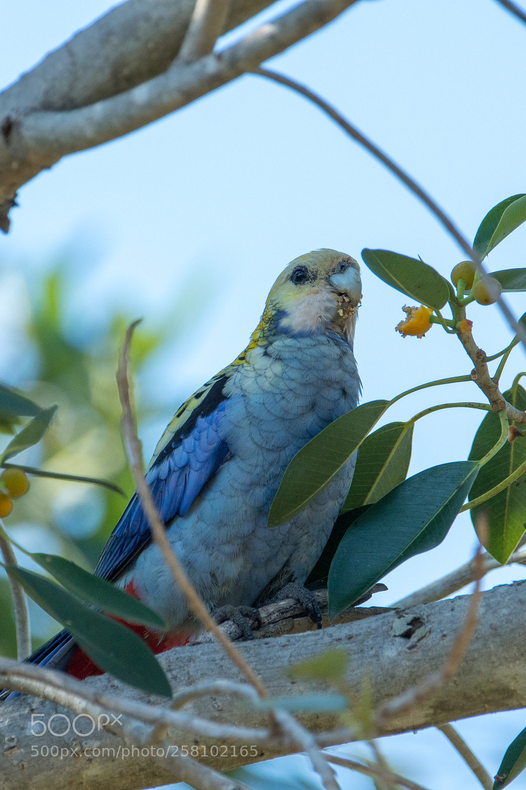Nikon D500 sample photo. Pale headed rosella photography