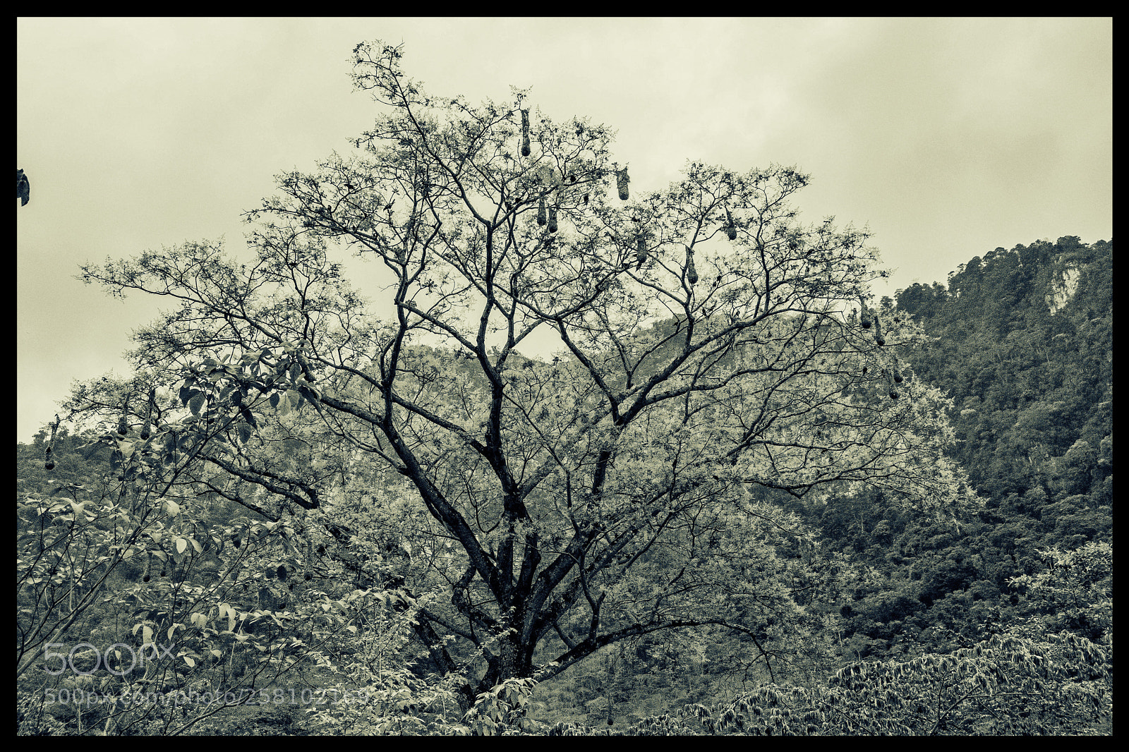 Nikon D7100 sample photo. Bosques photography