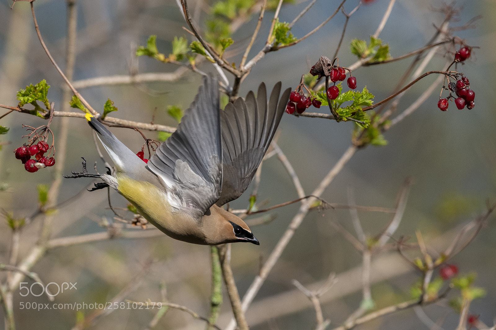 Nikon D850 sample photo. Cedar waxwing fly photography
