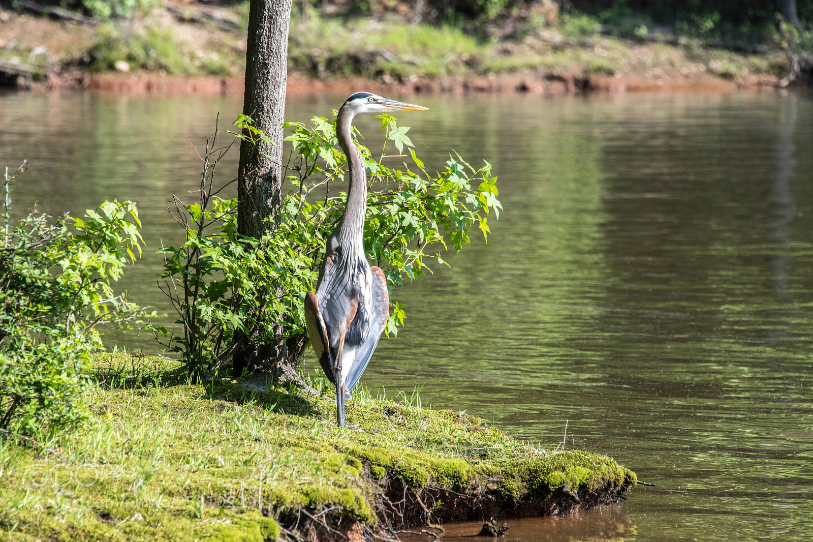 Nikon D850 sample photo. Great blue heron at photography