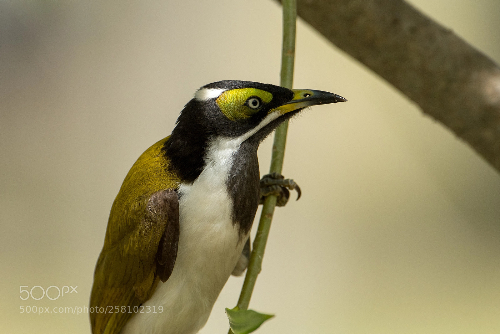 Nikon D500 sample photo. Juvenile bluefaced honeyeater photography