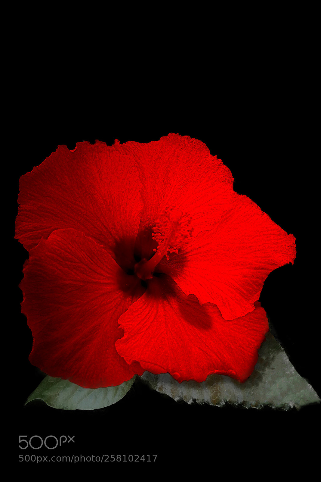 HUAWEI P10 sample photo. Rode acasia photography