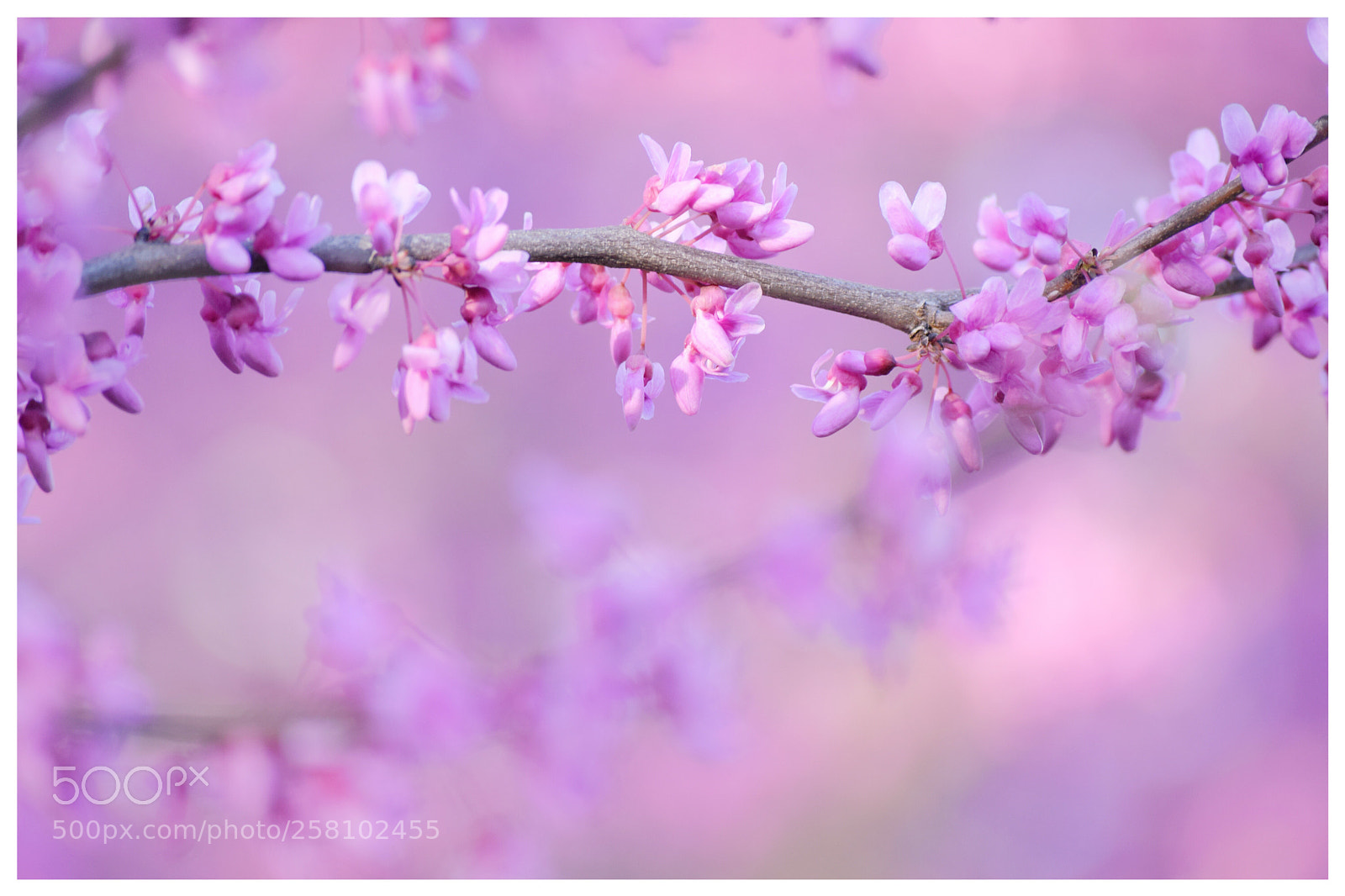 Nikon D3300 sample photo. Pink flower sea photography