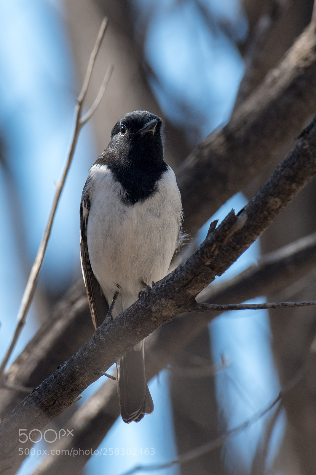 Nikon D500 sample photo. Hooded honeyeater photography