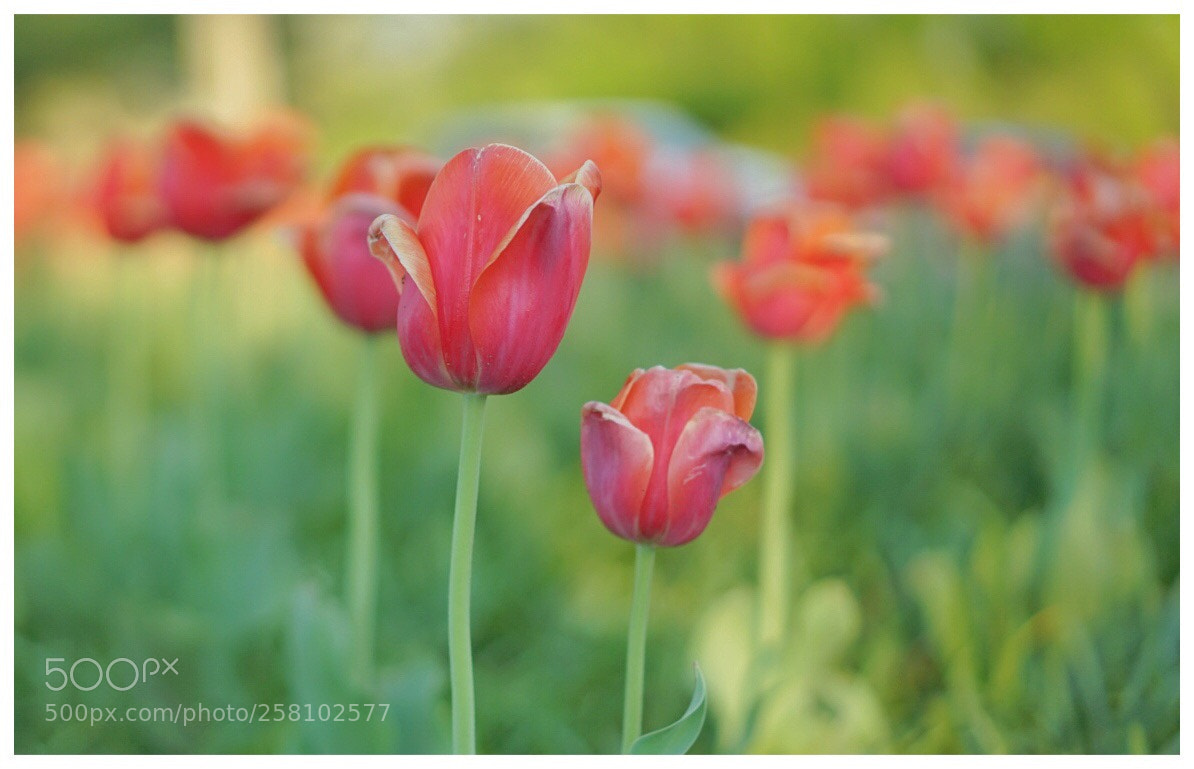 Sony a7 II sample photo. Tulip 7 photography