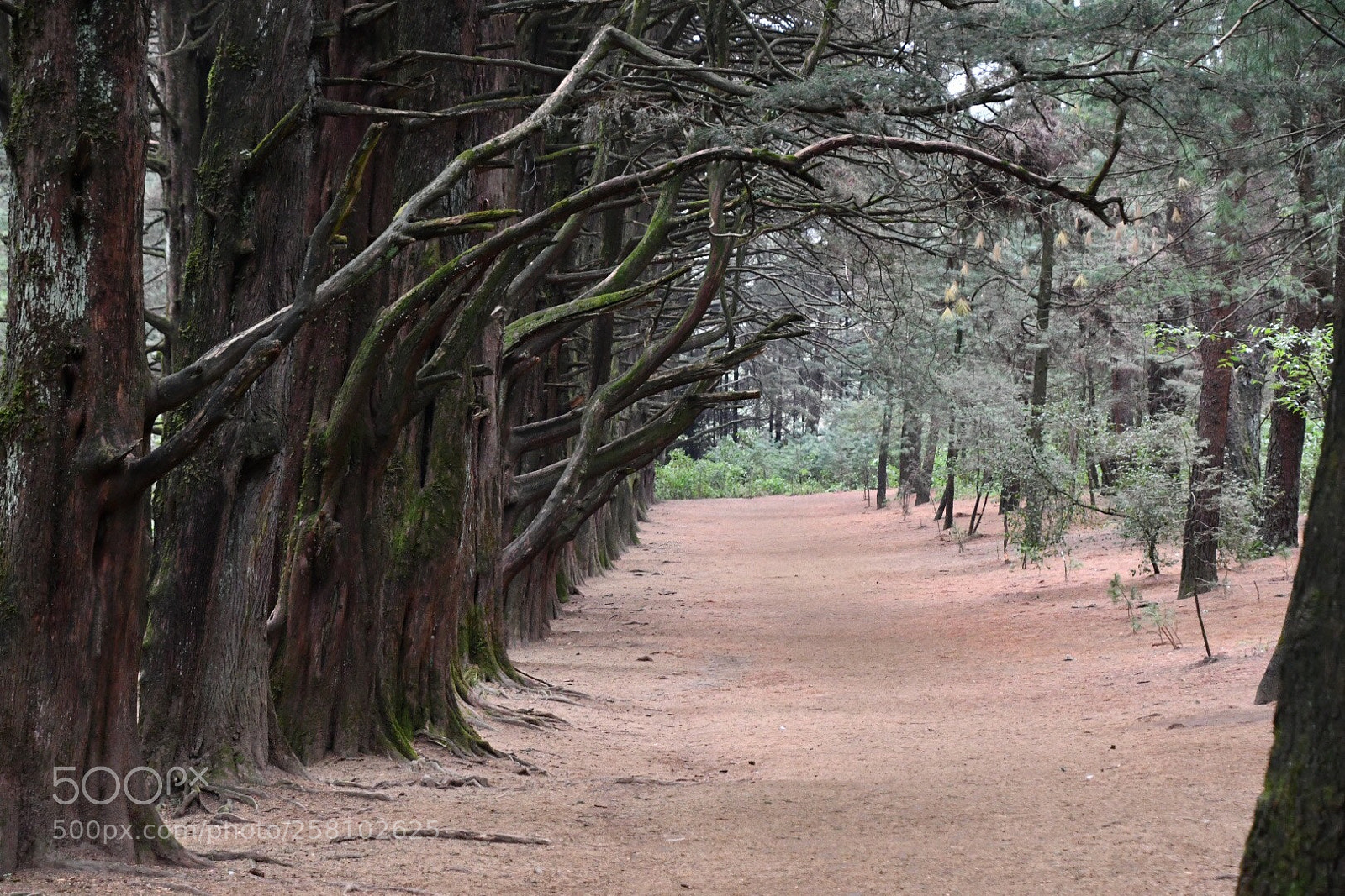 Nikon D7500 sample photo. Jugando en el bosque photography
