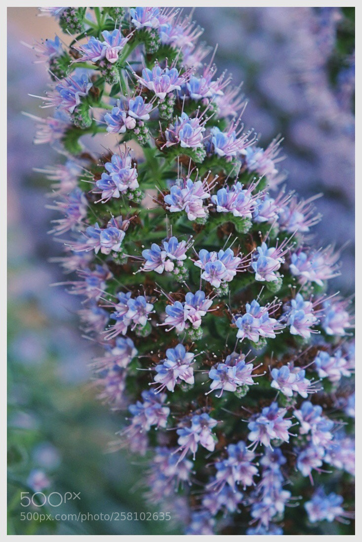 Sony a7 II sample photo. Spring flower 7 photography