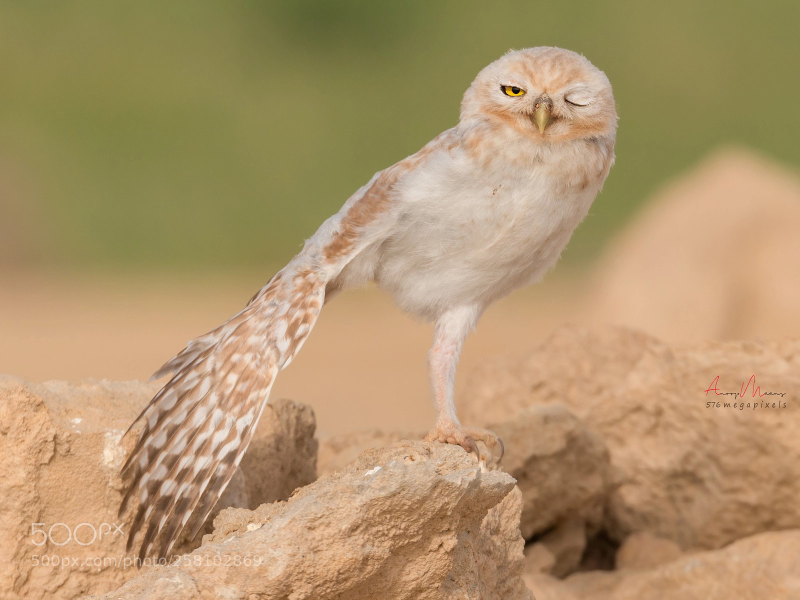 Canon EOS 70D sample photo. Lilith owlet photography