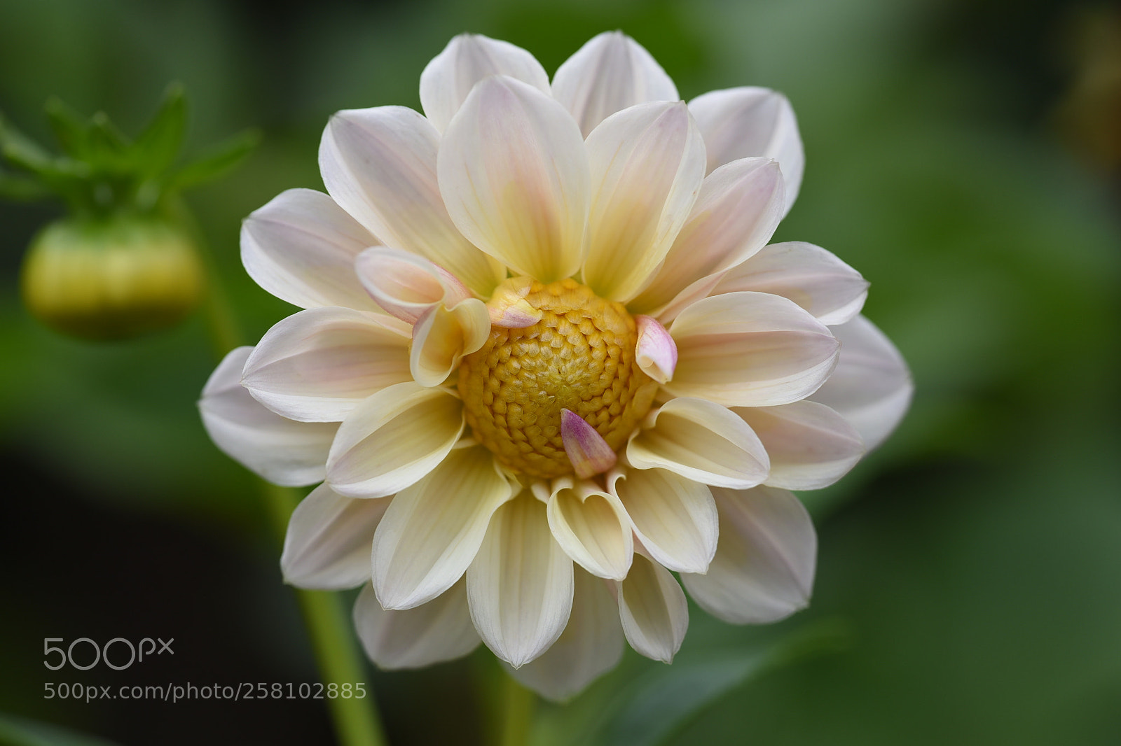 Nikon D750 sample photo. Light pink color flower photography