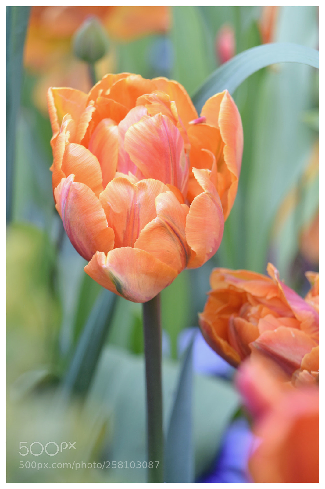 Nikon D3300 sample photo. Tulip 8 photography