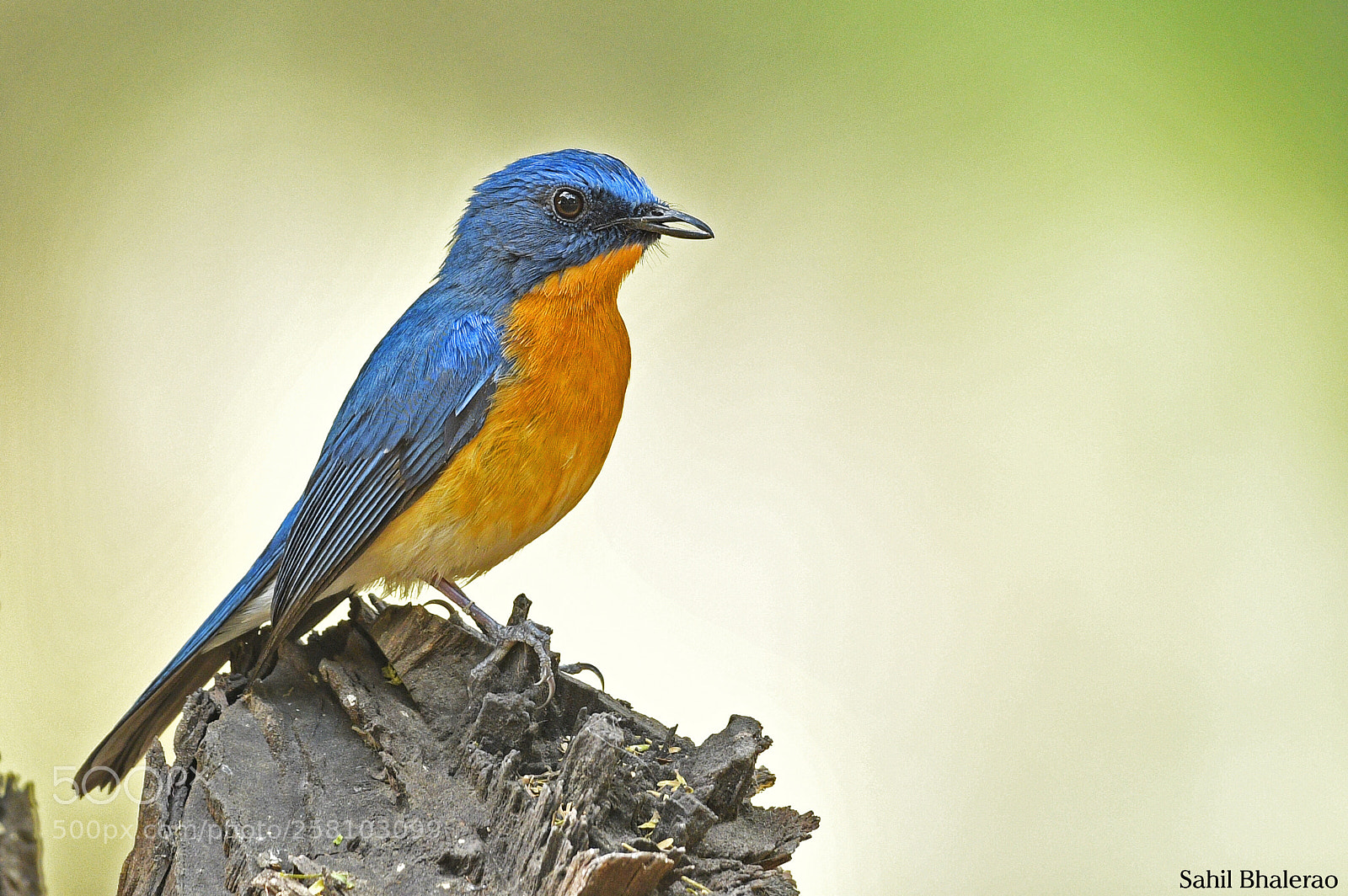 Nikon D500 sample photo. Tickells blue fly-catcher photography