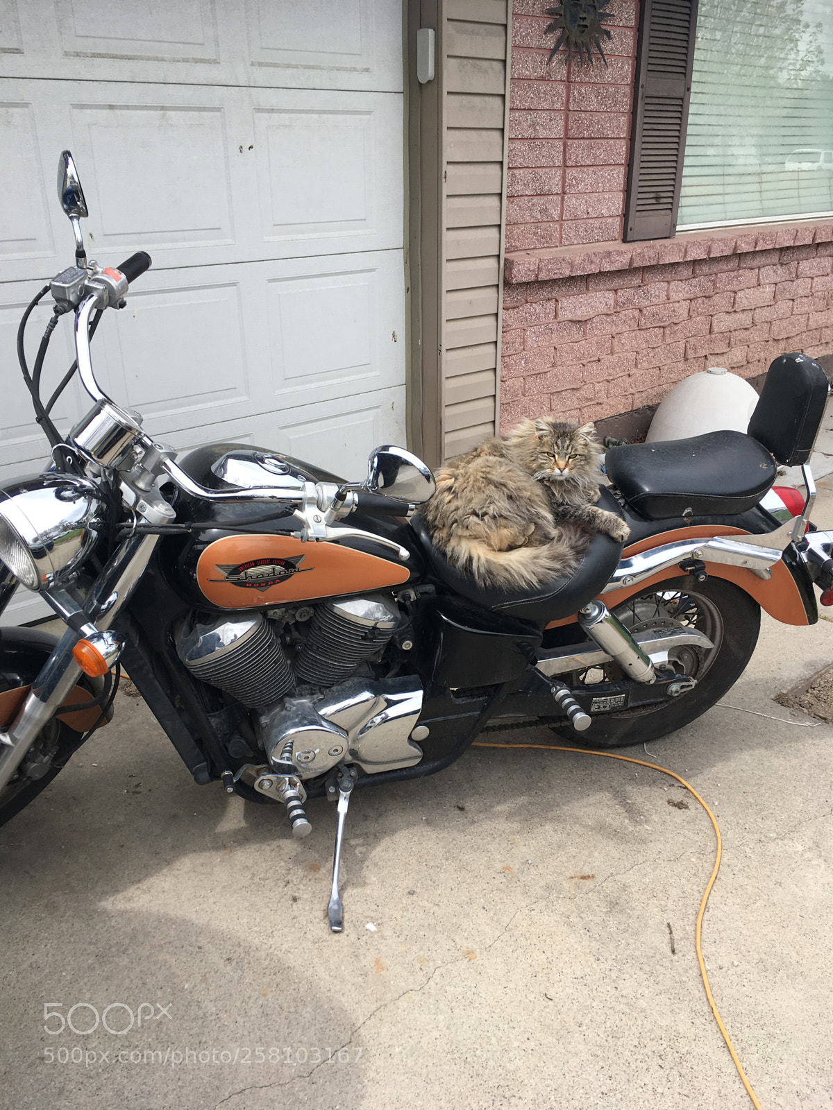 Apple iPhone SE sample photo. Cat rides motorcycle photography