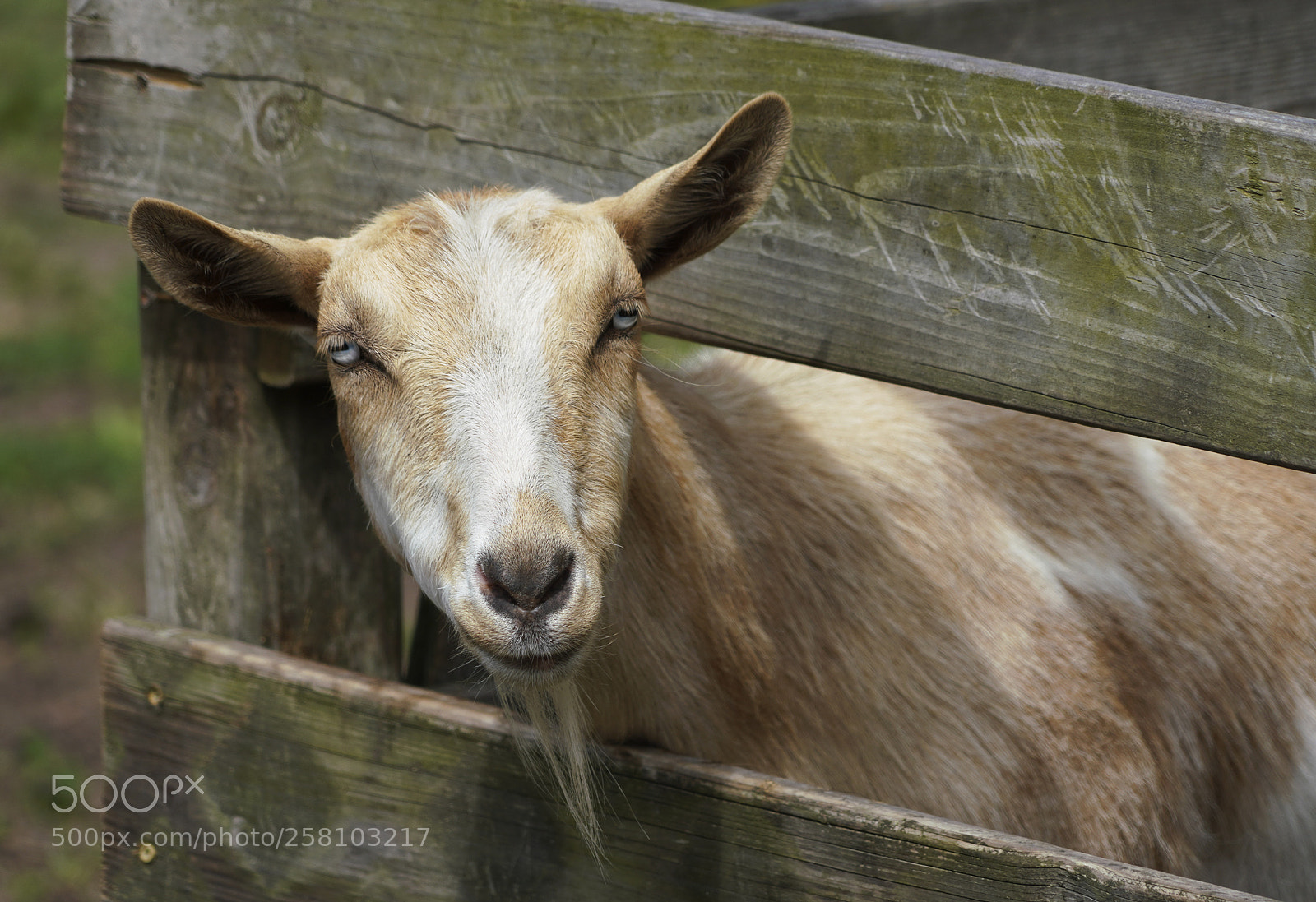 Sony a7R III sample photo. Doe goat photography