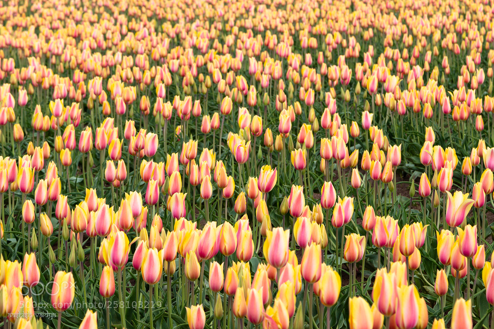 Canon EOS 600D (Rebel EOS T3i / EOS Kiss X5) sample photo. Mass planted tulips photography