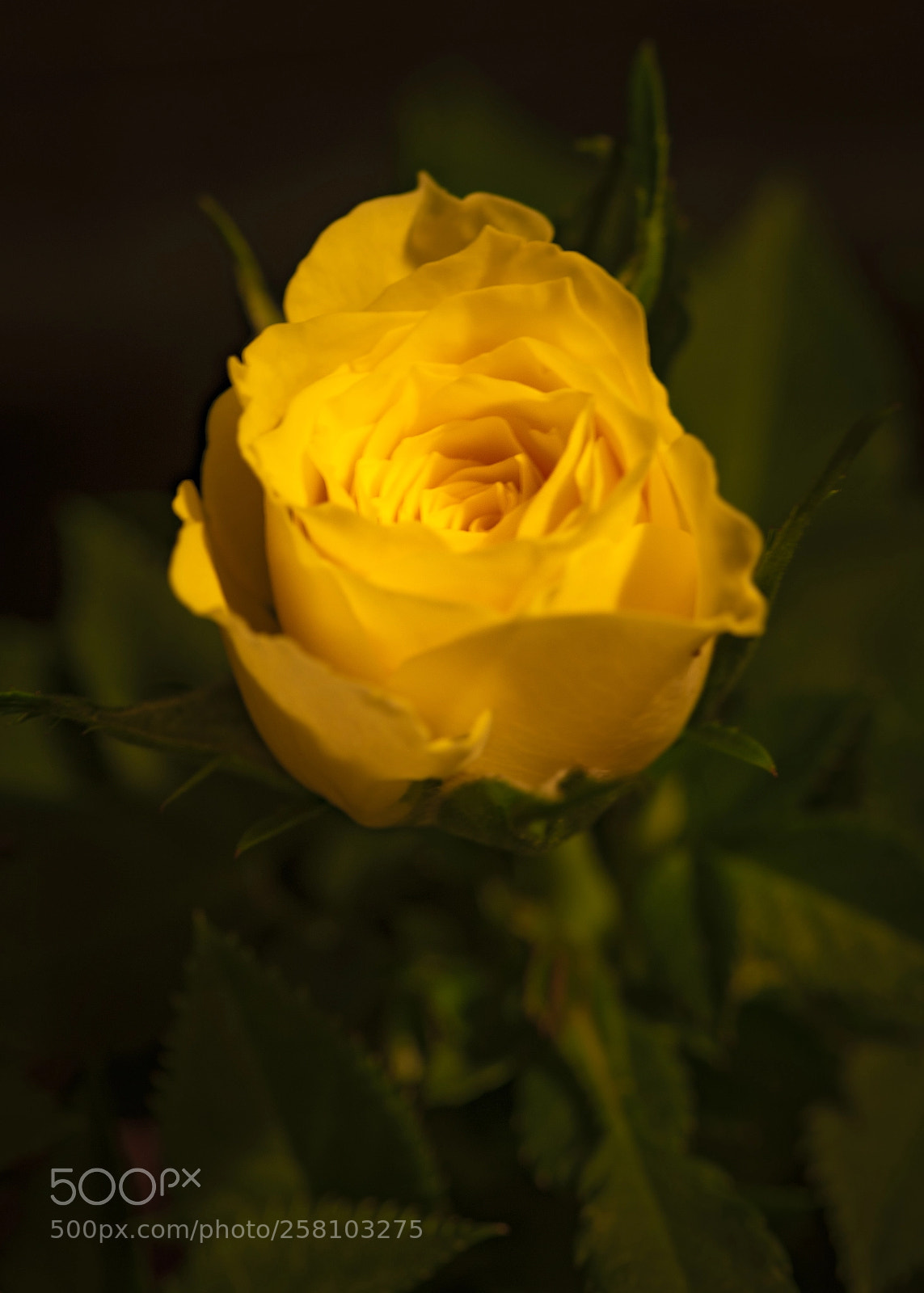 Nikon D850 sample photo. Yellow mini rose photography
