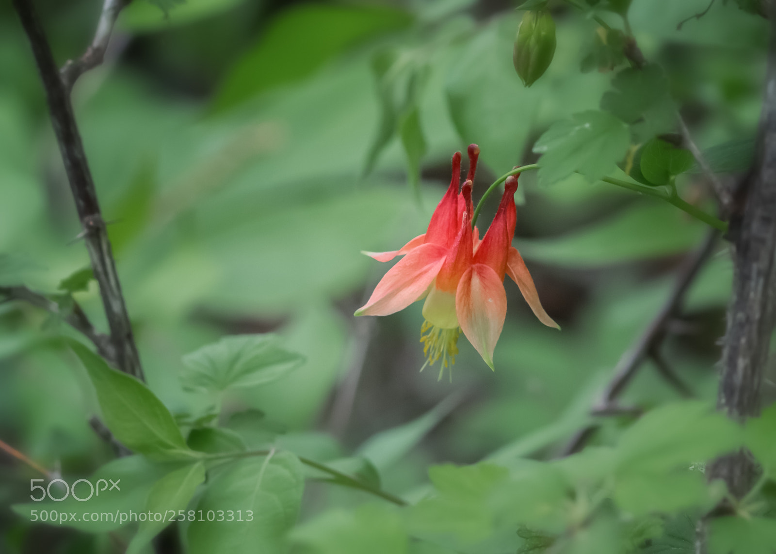 Canon EOS 100D (EOS Rebel SL1 / EOS Kiss X7) sample photo. Wild wild columbine photography