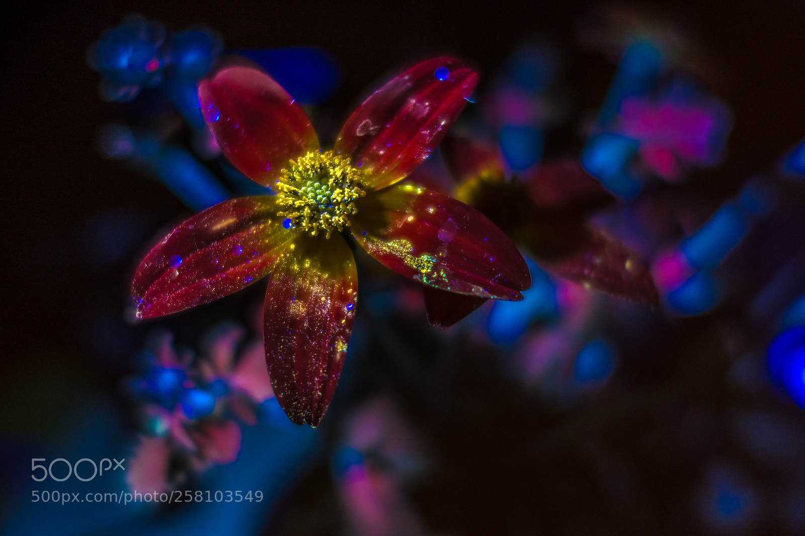 Sony Cyber-shot DSC-RX100 II sample photo. Fluoresent flower photography