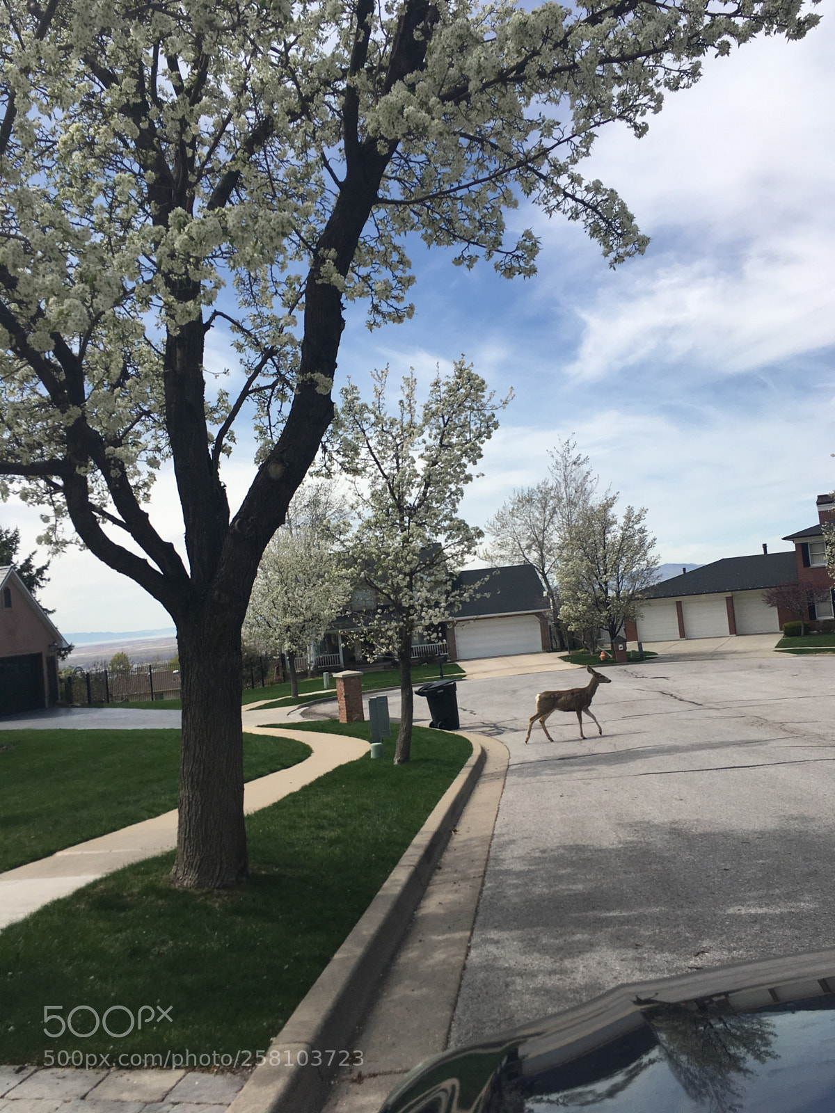 Apple iPhone SE sample photo. Deer in neighborhood photography