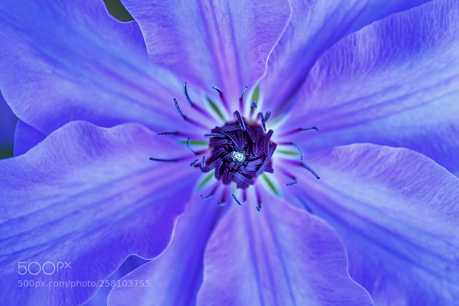 Nikon D810 sample photo. Something about clematis photography