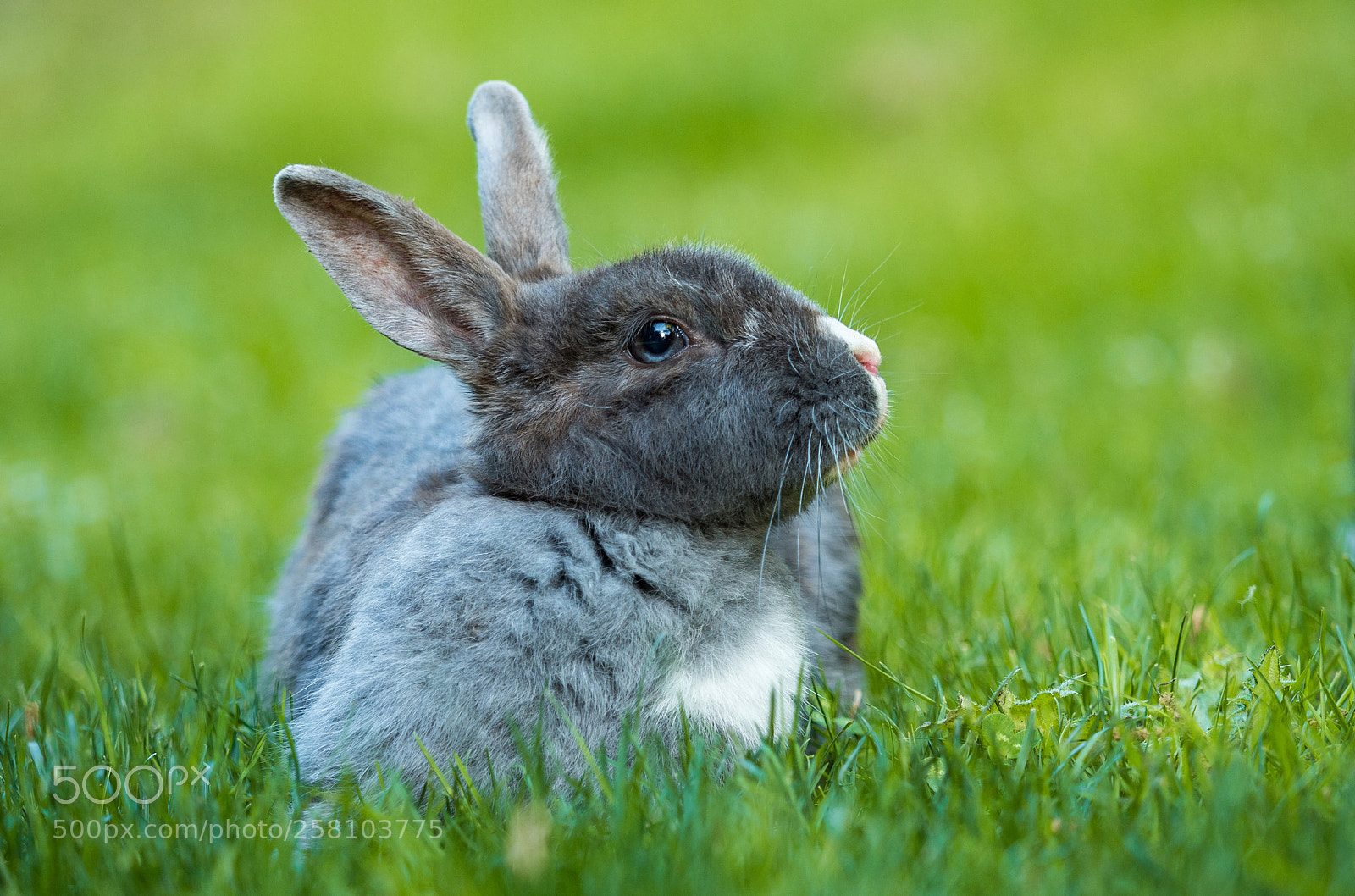 Olympus OM-D E-M5 II sample photo. Curious rabbit photography