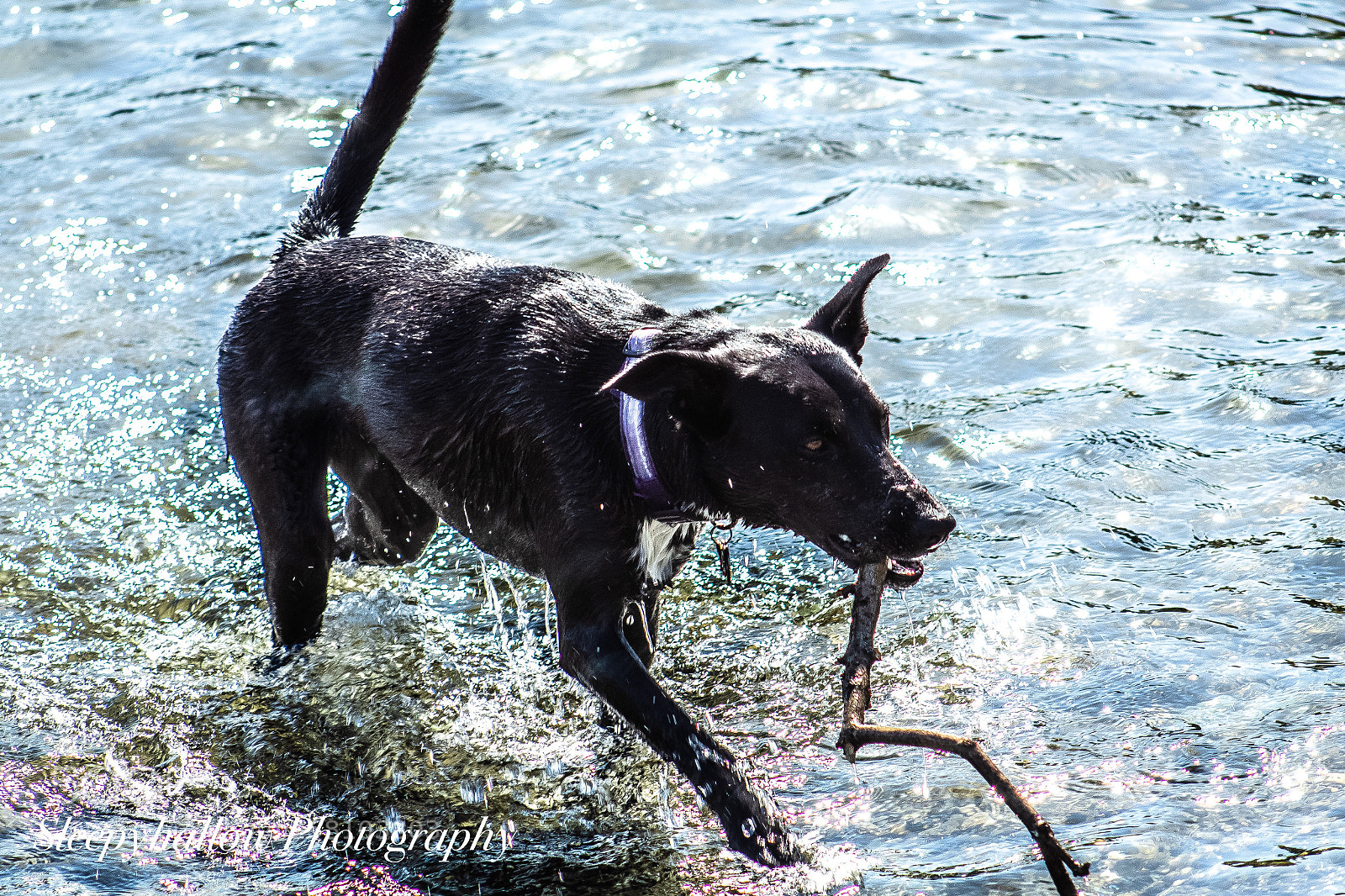 Canon EOS 1300D (EOS Rebel T6 / EOS Kiss X80) sample photo. A dog and a photography