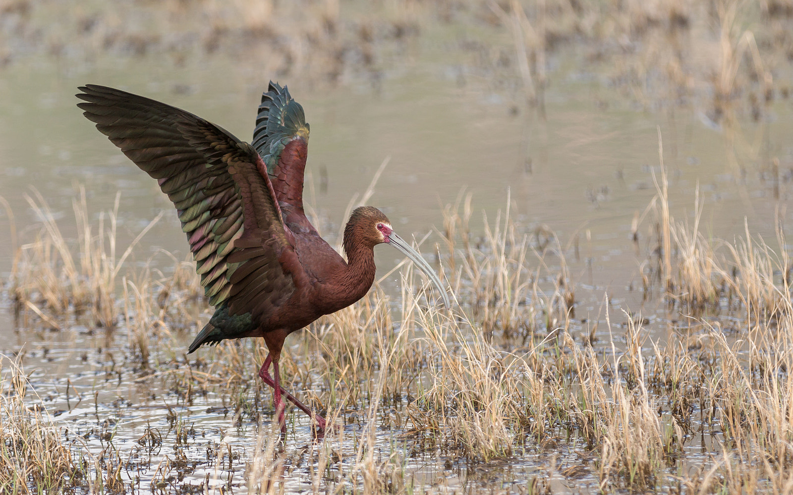 Canon EOS 70D sample photo. White-faced ibis photography