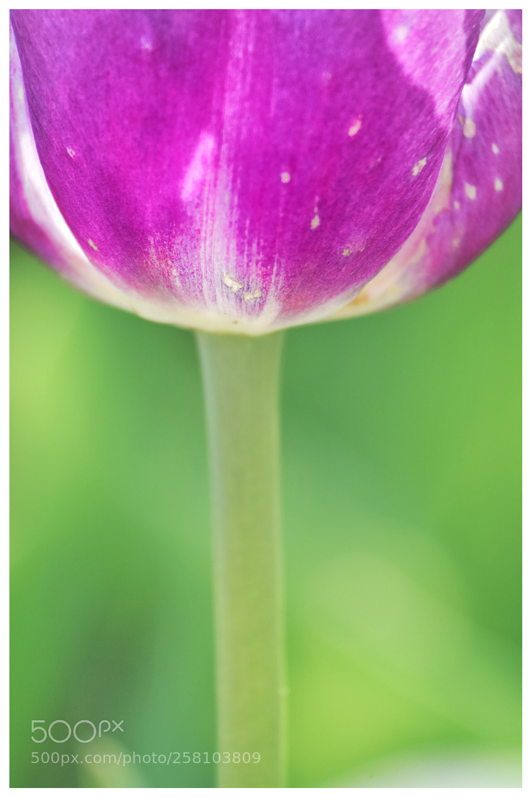 Nikon D3300 sample photo. Tulip 9 photography