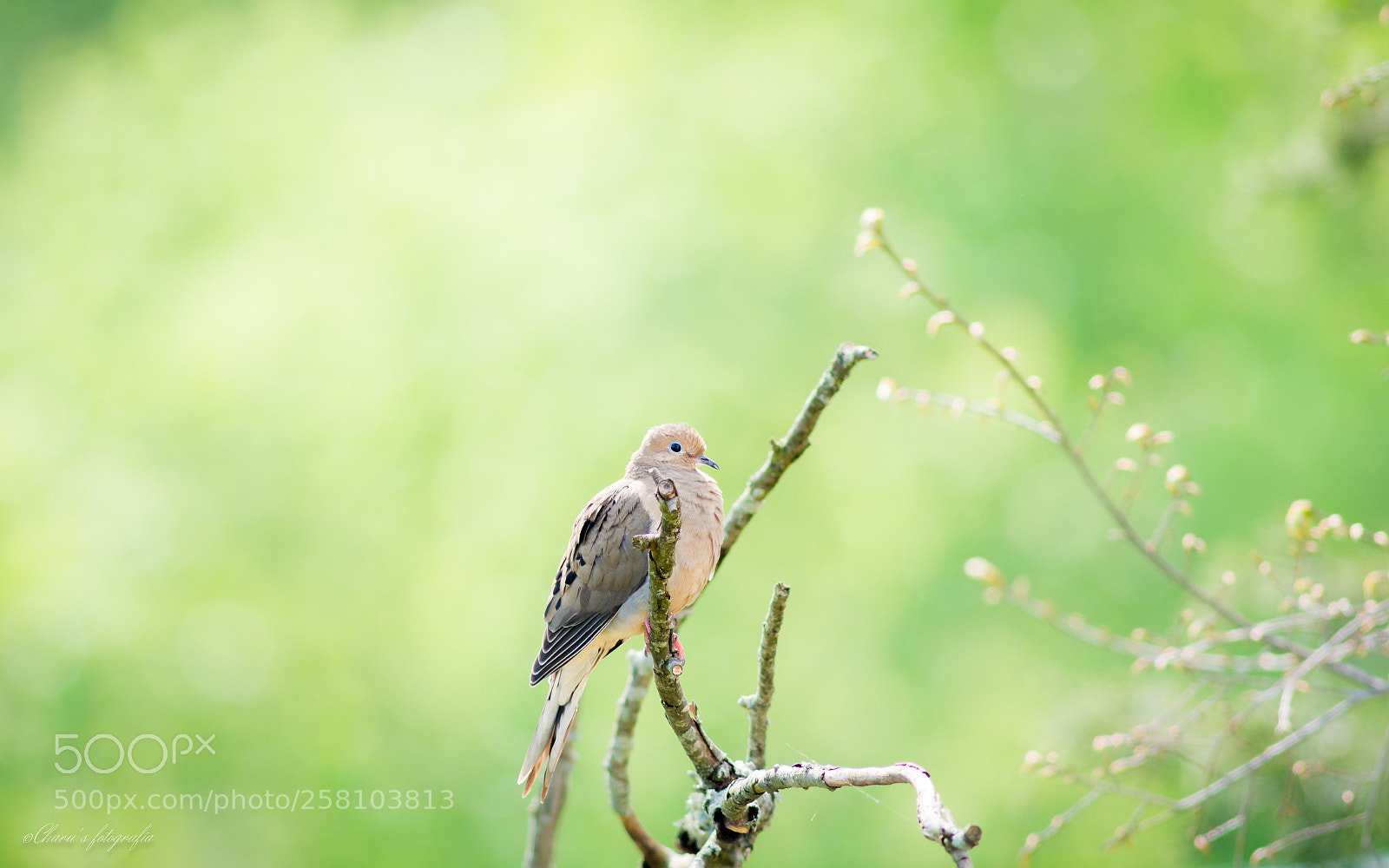 Nikon D7100 sample photo. Beautiful springtime photography
