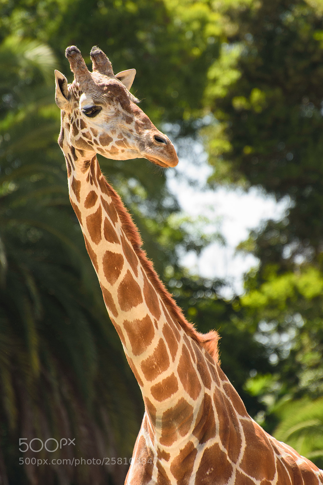 Nikon D750 sample photo. At the zoo photography