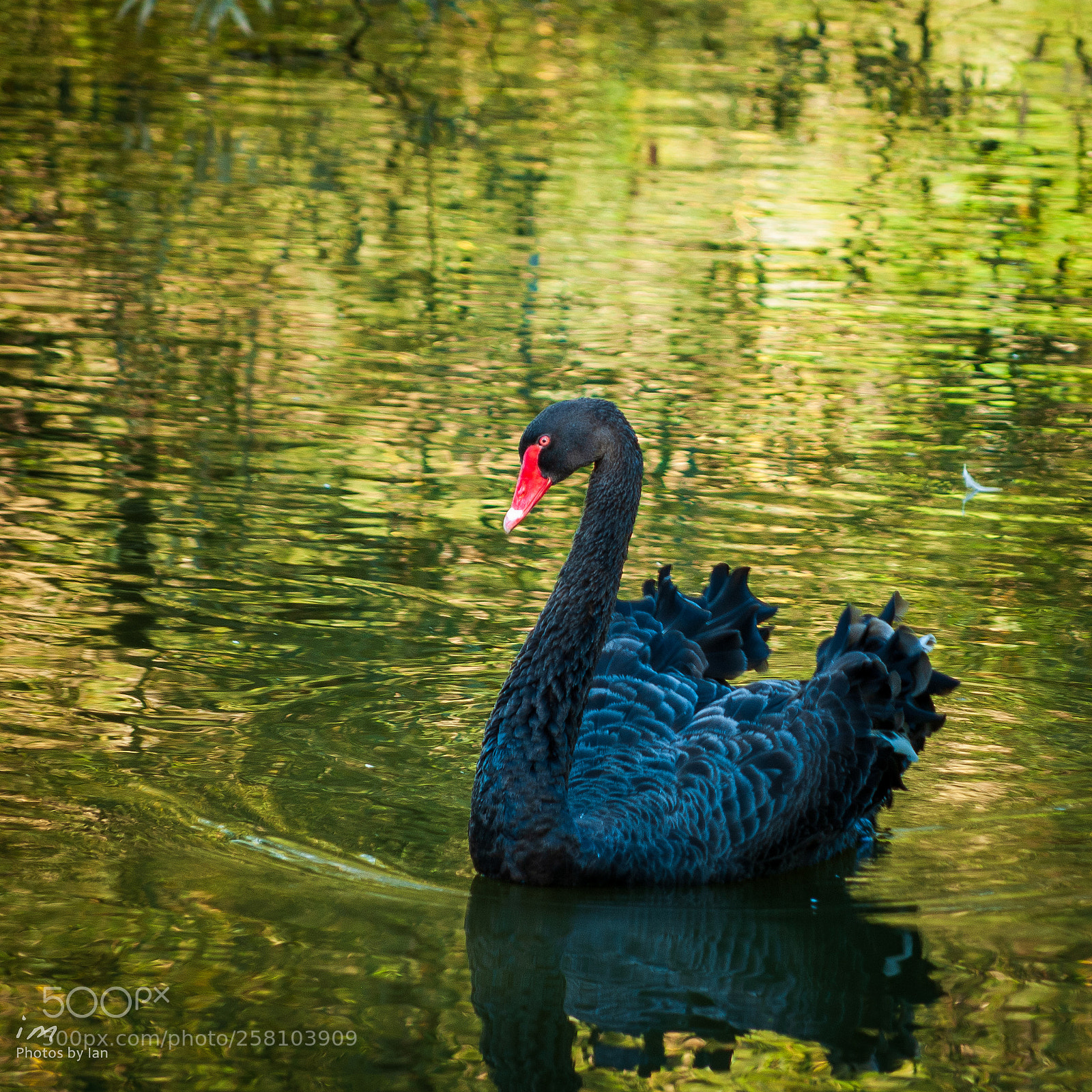 Nikon D60 sample photo. Black swan photography