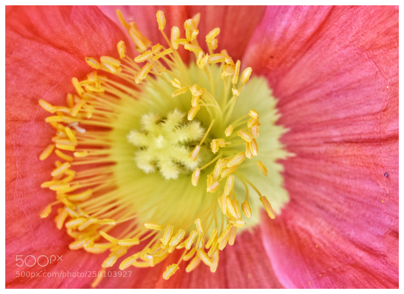 Nikon D3300 sample photo. Poppy photography
