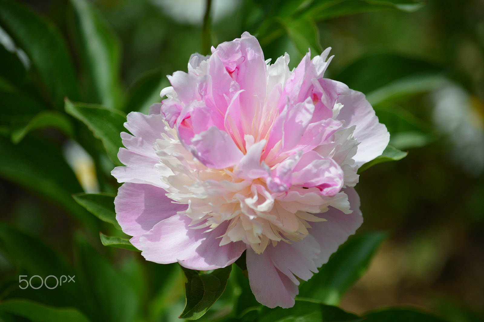 Nikon D3200 sample photo. Pink photography