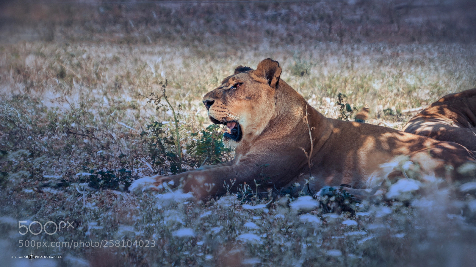 Canon EOS 7D Mark II sample photo. Born to be wild photography