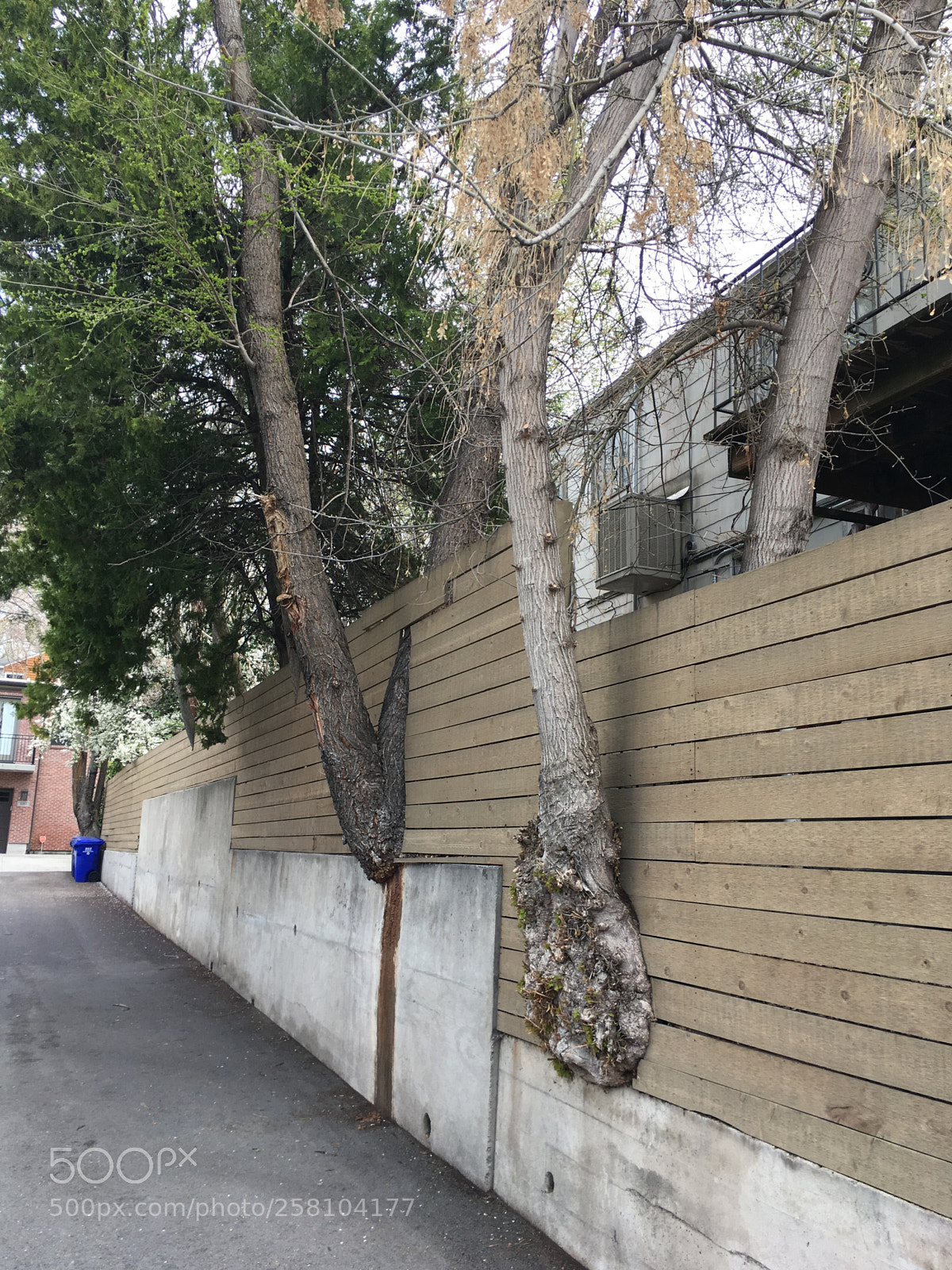 Apple iPhone SE sample photo. Trees growing through fence photography
