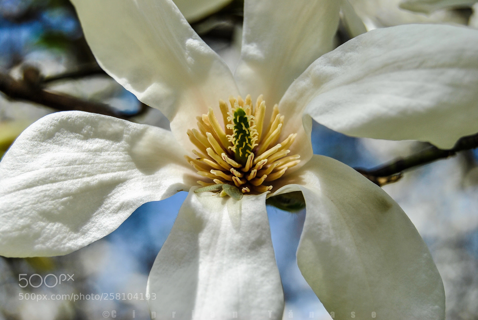 Nikon D3000 sample photo. Closer look photography