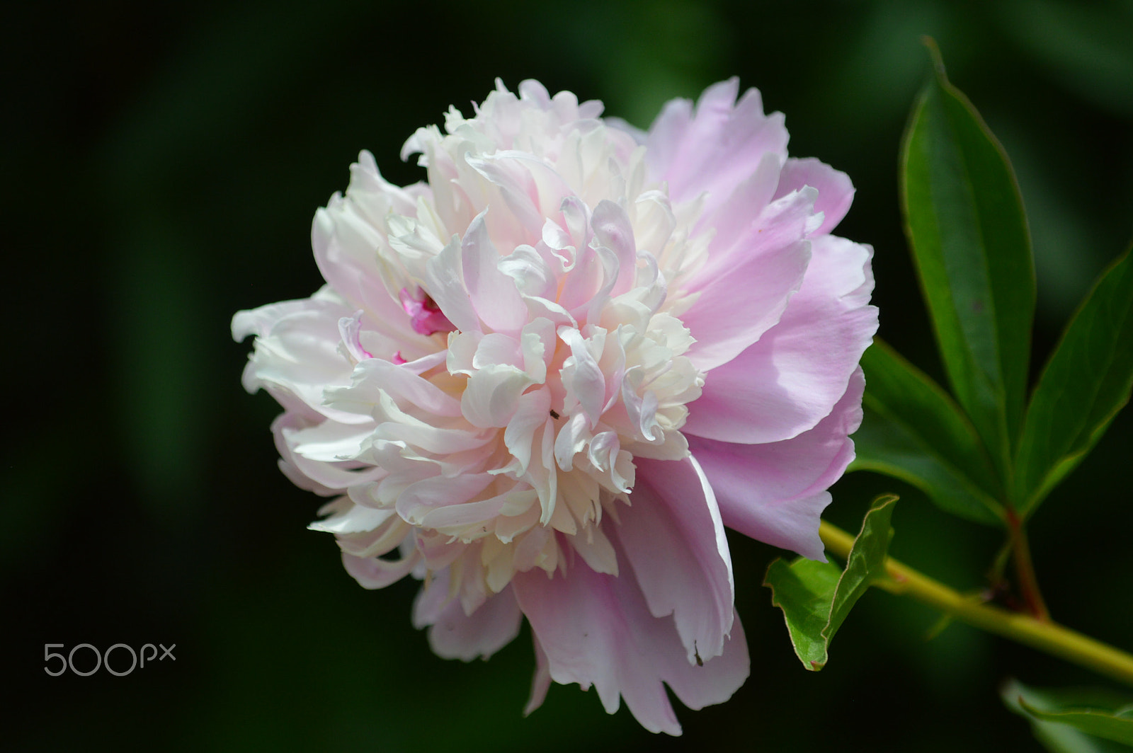 Nikon D3200 sample photo. Pink 2 photography
