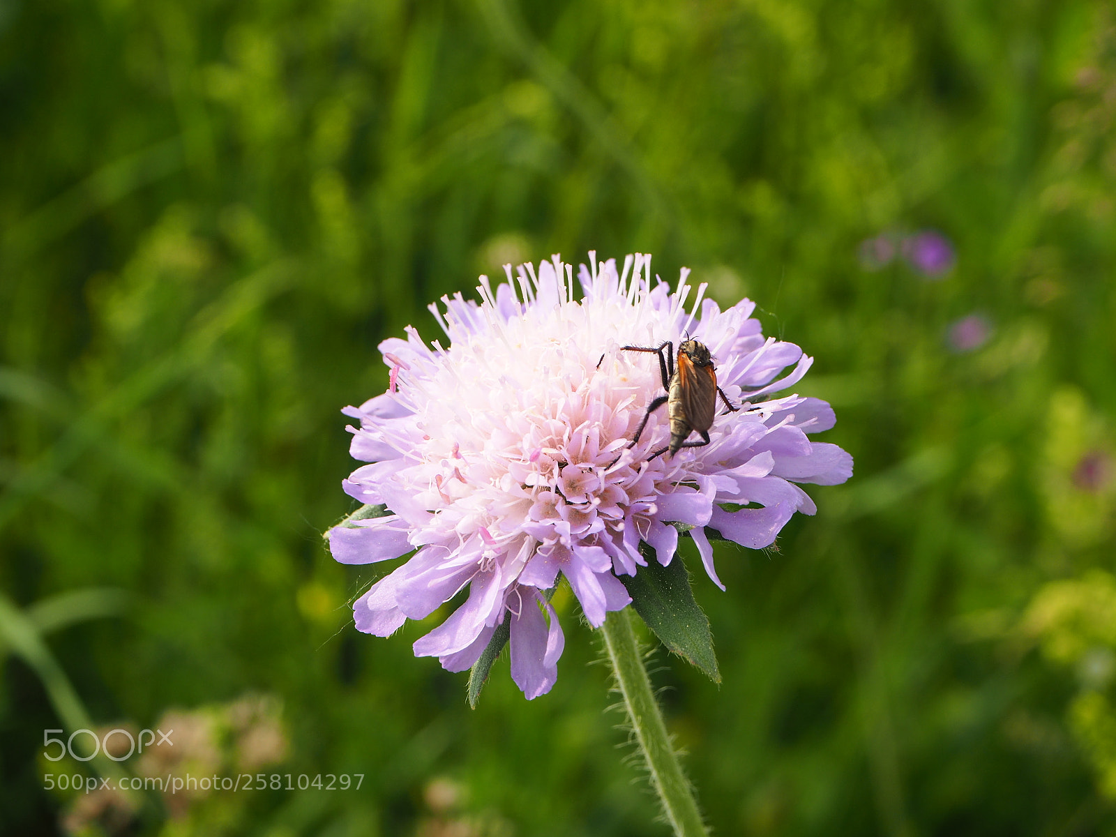 Olympus OM-D E-M10 II sample photo. Blume mit insekt photography