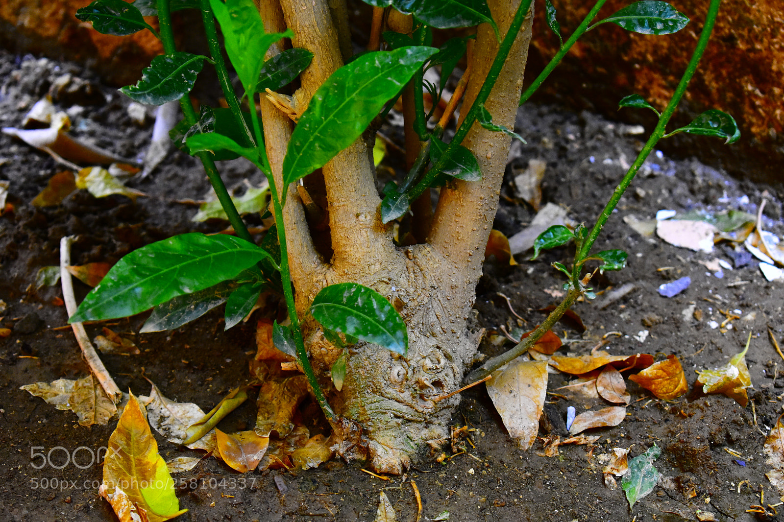 Nikon D3400 sample photo. #rootingsomegreen photography
