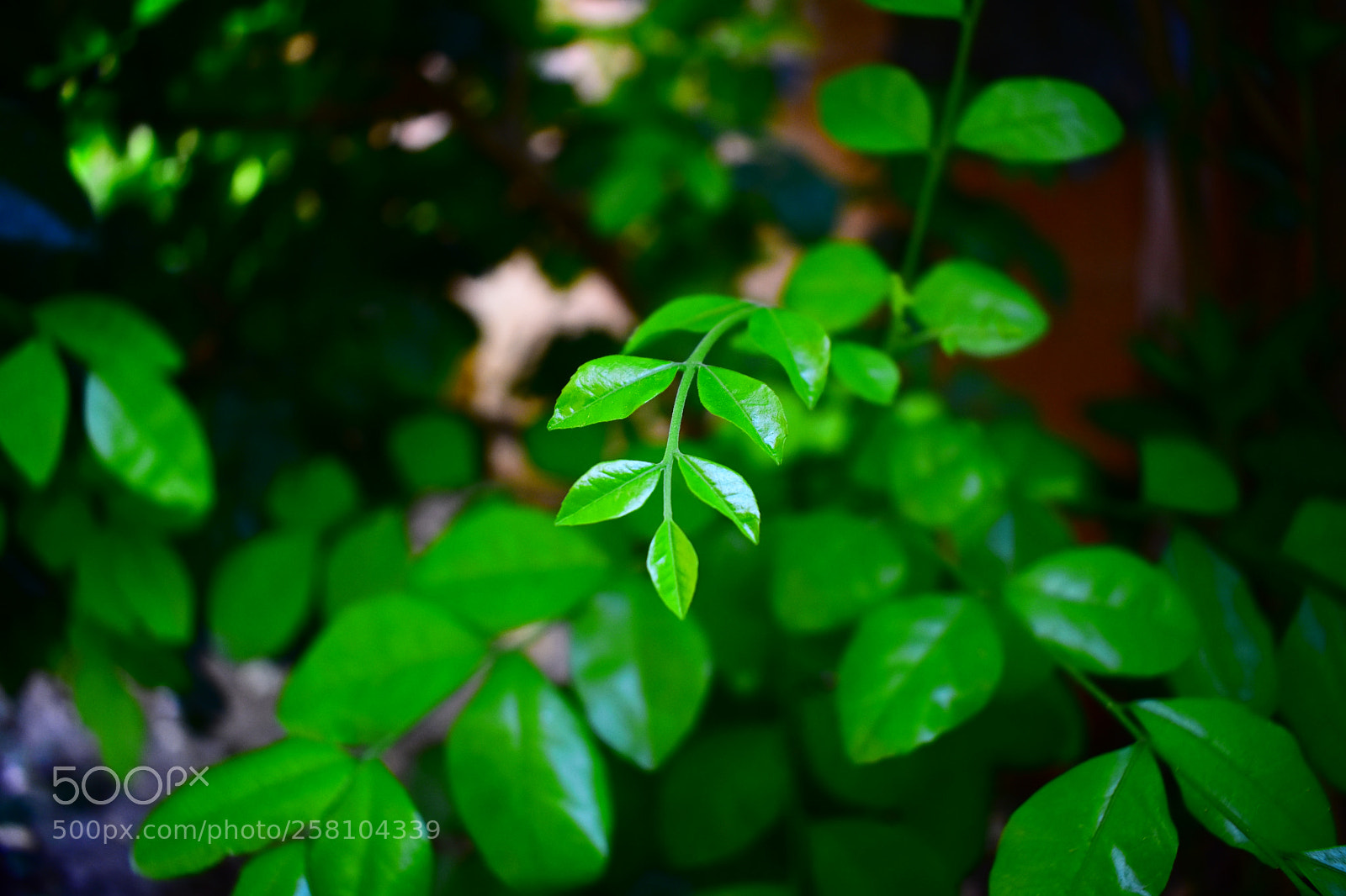Nikon D3400 sample photo. #greenisawesome photography