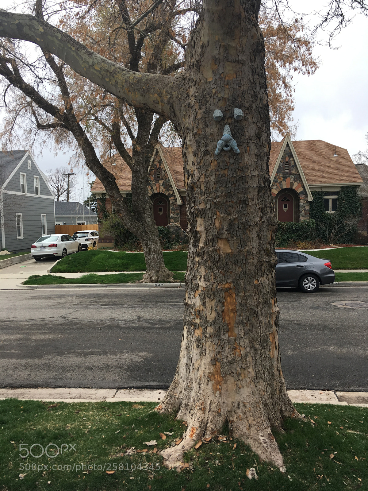 Apple iPhone SE sample photo. Treebeard photography