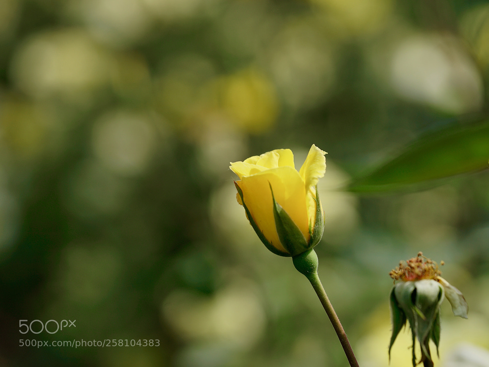 Sony a7 II sample photo. 光影变幻中的小花 photography